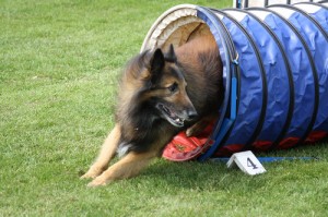 Shepherd in agility tunnel obstacle