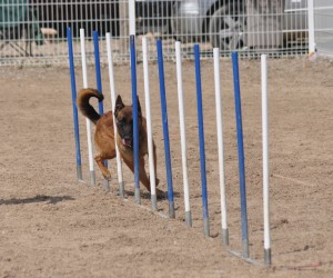 Shepherd tackles weaves in agility course Shepherd tackles weaves in agility course