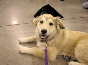 Dog Training Graduate