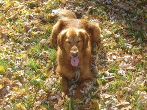Golden retriever in leaves by danibelle2906 via Flickr