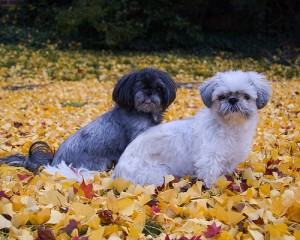 Attila and Fly in autumn leaf goodness by Mark Peters via Flickr