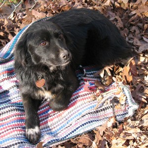 Tess on rug and leaves by James Emery via Flickr
