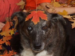 Leaf Dog by Scott Catron