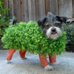 Chia pup: the dog that grows!