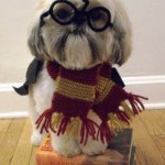 Ready to board the train to Dogwarts!