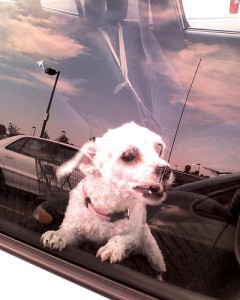 Dog left in hot car