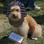 Sadly, the history books overlooked the cutest pharaoh of them all: King Mutt. Perhaps it was the doggie breath?
