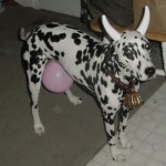 Woof! Err...Moo!