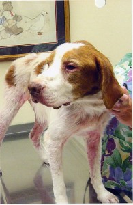 Abused dog receiving veterinary care after being rescued