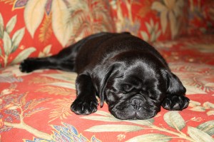 Tired dog! Photo by Matt Urick via Flickr.