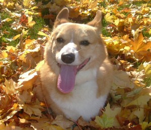 Corgi in the Leaves by Aine D via Flickr