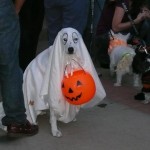 My owner took me trick-or-treating. She got the candy. All I got was this lousy sheet!