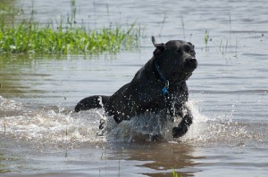 Holly the black lab especially loves to play in the water any chance she gets. Photo by Pete Markham via Flickr. Holly the black lab especially loves to play in the water any chance she gets. Photo by Pete Markham via Flickr.