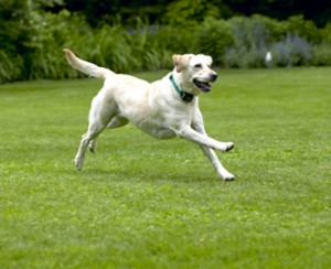 Lab in DogWatch Collar Running. Photo by DogWatch Hidden Fences.