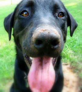 Moose, a 1 year-old black Labrador Retriever, is quite the digger. Photo by OakleyOriginals via Flickr.