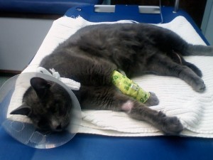 Kingsford being treated for a urinary tract blockage at Animal Emergency Care in Acton, MA. Photo by Theresa A. Grenier.