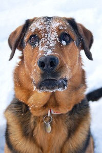 Someone loves the snow! Photo by Andrew Bardwell via Flickr. Someone loves the snow! Photo by Andrew Bardwell via Flickr.