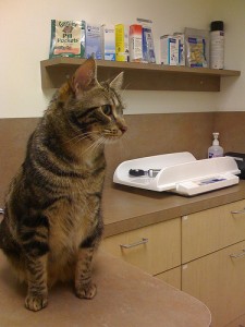 Ozu the cat at his first vet appointment. Photo by Greg Dunlap via Flickr. Ozu the cat at his first vet appointment. Photo by Greg Dunlap via Flickr.