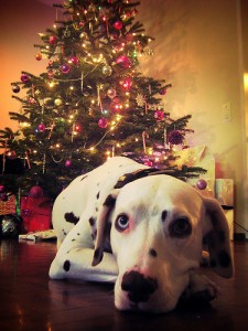 Santa's little helper. Photo by Nils Geylen via Flickr. Santa's little helper. Photo by Nils Geylen via Flickr.