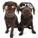 Doggles® ILS Dog Goggles Doggles® ILS Dog Goggles