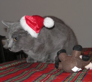Kingsford is begrudgingly getting in the holiday spirit. Photo by Theresa A. Grenier. Kingsford is begrudgingly getting in the holiday spirit. Photo by Theresa A. Grenier.