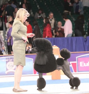 CH Jaset’s Satisfaction, a Standard Poodle known as “London” owned by Beth Harris, Michel Molnar and Jamie Danburg of Palm Beach Gardens, FL. Photo Credit: © AKC/Robert Young CH Jaset’s Satisfaction, a Standard Poodle known as “London” owned by Beth Harris, Michel Molnar and Jamie Danburg of Palm Beach Gardens, FL. Photo Credit: © AKC/Robert Young