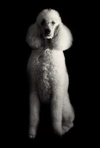 Max, a rescue poodle, shows the breed's inherent dignity. Photo by Brandon Burns via Flickr. Max, a rescue poodle, shows the breed's inherent dignity. Photo by Brandon Burns via Flickr.