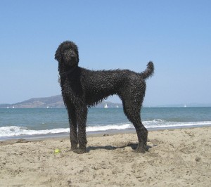 Louie the poodle frolics on a San Francisco beach after enjoying a nice dip in the Pacific. Photo by Martin Bishop via Flickr. Louie the poodle frolics on a San Francisco beach after enjoying a nice dip in the Pacific. Photo by Martin Bishop via Flickr.