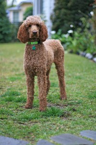 Poppy is a perfect example of the standard poodle's dense, curly, single-layer coat. Photo by A W (Living in Monrovia) via Flickr. Poppy is a perfect example of the standard poodle's dense, curly, single-layer coat. Photo by A W (Living in Monrovia) via Flickr.