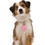 Puppy Tweets™ Puppy Tweets™