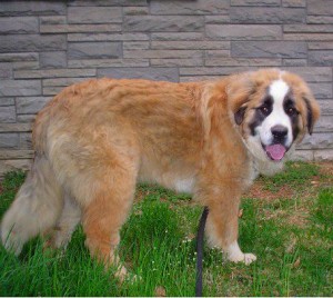 Tonka