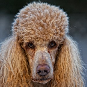 Cooper the standard poodle. Photo by Perry McKenna via Flickr. Cooper the standard poodle. Photo by Perry McKenna via Flickr.