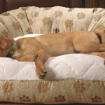 Deluxe Self-Warming Bolster Dog Bed Deluxe Self-Warming Bolster Dog Bed