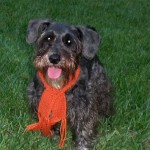 Schnoodle. Photo by Cathy G. via Flickr.