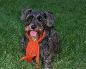 Schnoodle. Photo by Cathy G. via Flickr.