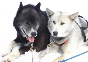 Sled dogs in Iceland. Photo by Christine Zenino via Flickr. Sled dogs in Iceland. Photo by Christine Zenino via Flickr.