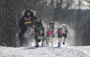 Neil Rasmussen in 2011 Minnesota John Beargrease Sled Dog Marathon. Photo by Clinton Little via Flickr. Neil Rasmussen in 2011 Minnesota John Beargrease Sled Dog Marathon. Photo by Clinton Little via Flickr.