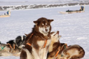 Sled Dogs in Thule, Greenland. Photo by Drew Avery via Flickr. Sled Dogs in Thule, Greenland. Photo by Drew Avery via Flickr.