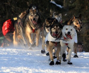 Sled dogs in 2009 Iditarod. Photo by Frank Kovalcheck via Flickr. Sled dogs in 2009 Iditarod. Photo by Frank Kovalcheck via Flickr.