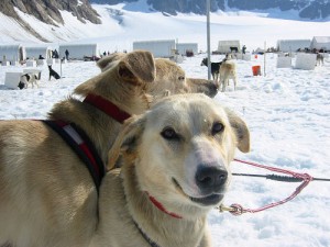 Sled dogs in Skagway Alaska. Photo by Jeremy Keith via Flickr. Sled dogs in Skagway Alaska. Photo by Jeremy Keith via Flickr.
