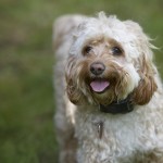 Lilly the Cockapoo. Photo (c) Peter Kaskons/DogWatch.