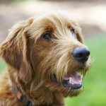 Charlie the Goldendoodle. Photo (c) Peter Kaskons/DogWatch.