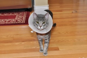 7 month-old Tulo and his e-collar. Photo by Anders B Knudsen via Flickr.