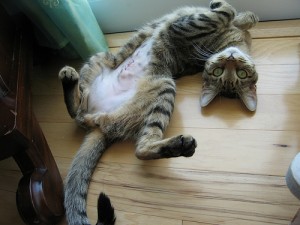 Spayed kitten. Photo by Adrigu via Flickr.