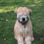 Soft-coated Wheaten Terrier. Photo © Pink Albatross via Flickr.