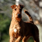 Irish Terrier. Photo © Matt Mattus via Flickr.