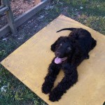 Irish Water Spaniel. Photo © cmb2010 via Flickr.