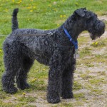 Kerry Blue Terrier. Photo © Mark Adsit via Flickr.