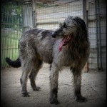 Irish Wolfhound. Photo © Silvia via Flickr.