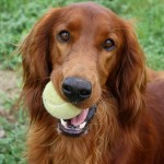 Irish Setter. Photo © Jenna Stirling via Flickr.